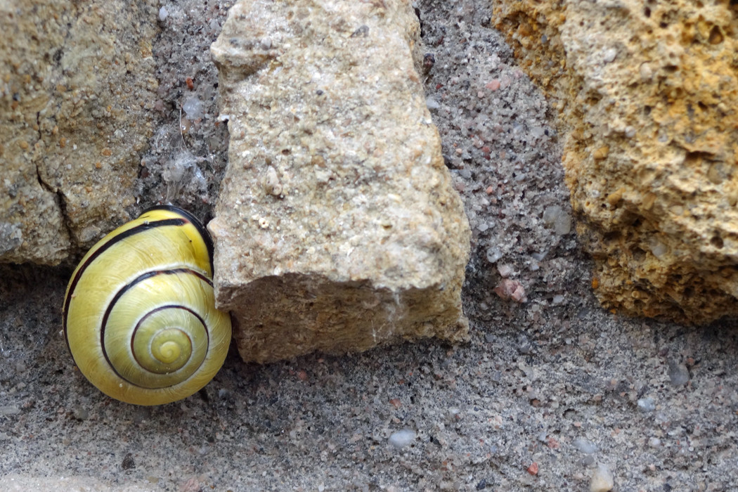 Schnecke 100m von Zuhause