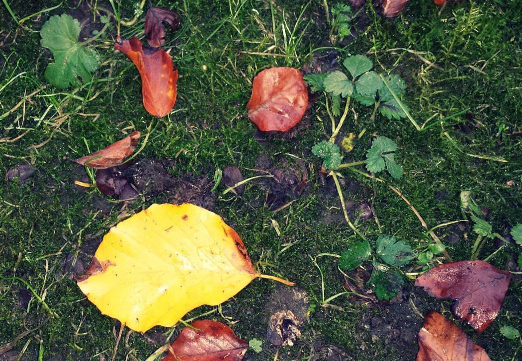 Herbst-Blues