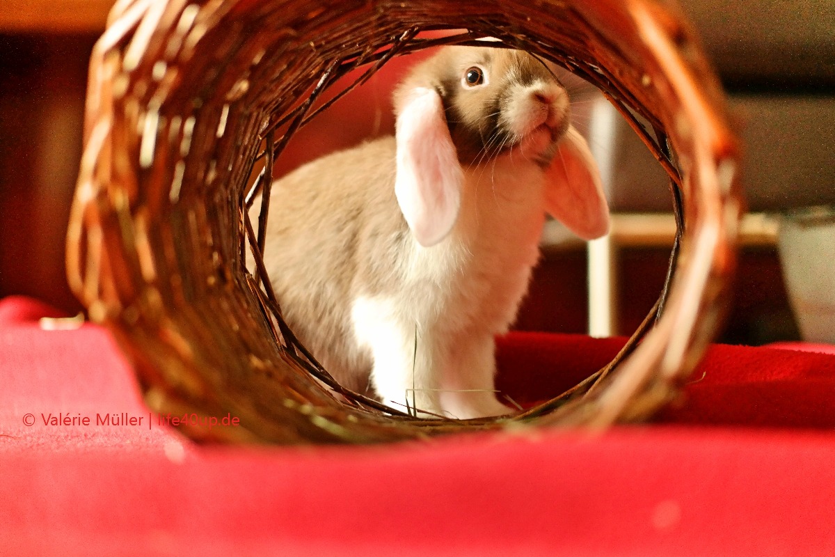 Die tierische Liebe fürs Leben finden. Oder: Welches Haustier passt zu mir? | Zwergkaninchen | Purina