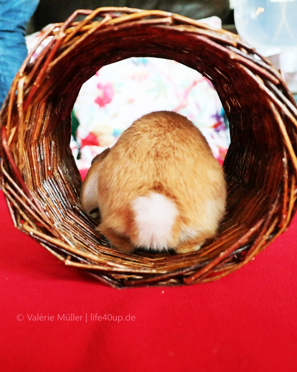 Die tierische Liebe fürs Leben finden. Oder: Welches Haustier passt zu mir? | Zwergkaninchen | Purina