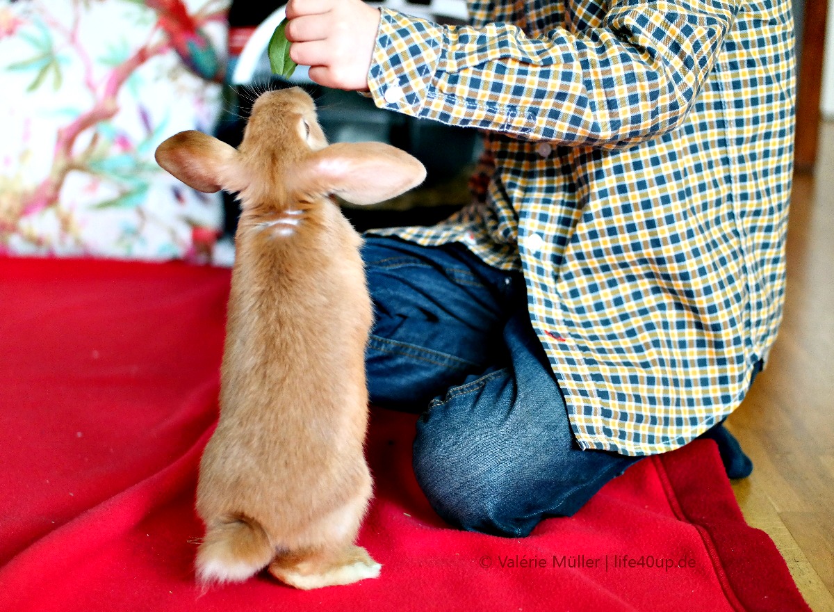 Die tierische Liebe fürs Leben finden. Oder: Welches Haustier passt zu mir? | Zwergkaninchen | Purina