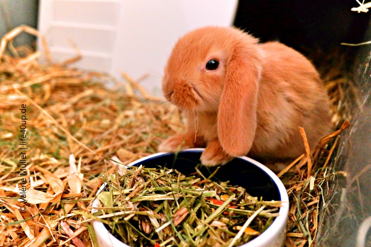 Die tierische Liebe fürs Leben finden. Oder: Welches Haustier passt zu mir? | Zwergkaninchen | Purina